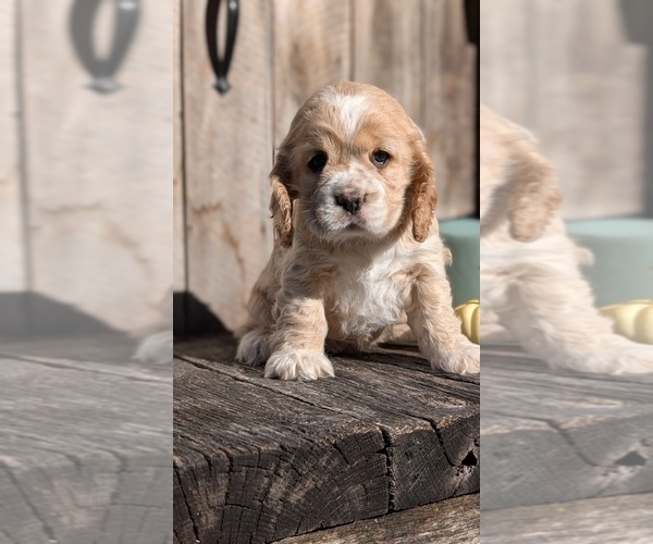 Medium Photo #6 Cocker Spaniel Puppy For Sale in GOSHEN, IN, USA