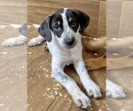 Small #3 Labrador Retriever Mix