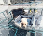 Small Photo #5 Labrador Retriever Puppy For Sale in RANDALL, MN, USA
