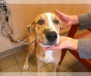 Catahoula Leopard Dog-Unknown Mix Dogs for adoption in Ocala, FL, USA