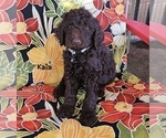 Puppy Kaia Goldendoodle
