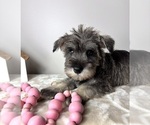 Small #5 Schnauzer (Miniature)