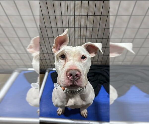 Medium Photo #4 American Staffordshire Terrier Puppy For Sale in Foristell, MO, USA