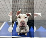 Small #3 American Staffordshire Terrier
