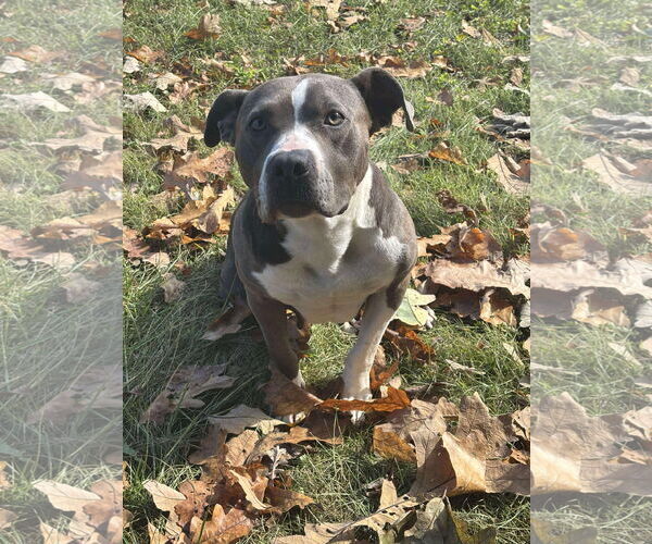 Medium Photo #1 American Pit Bull Terrier-Unknown Mix Puppy For Sale in Germantown, OH, USA