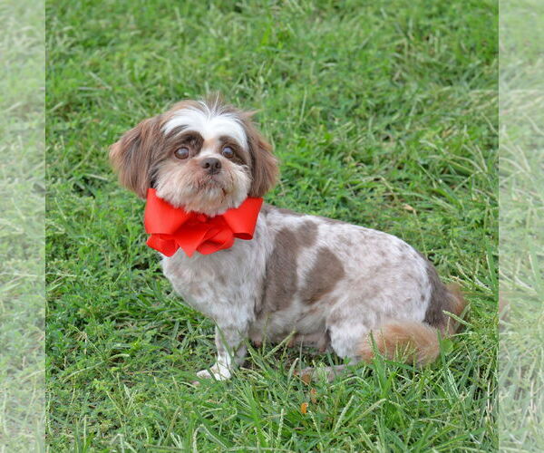Medium Photo #5 Shih Tzu Puppy For Sale in Gretna, NE, USA