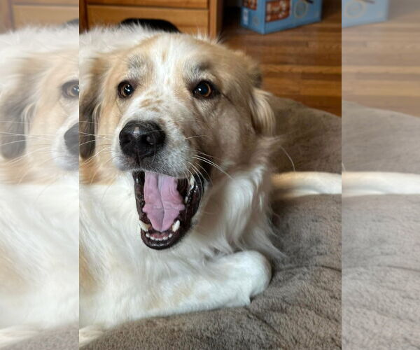 Medium Photo #1 Great Pyrenees Puppy For Sale in Spring, TX, USA