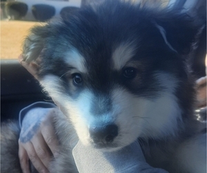Siberian Husky Puppy for sale in KENOSHA, WI, USA