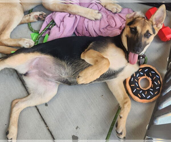 Medium Photo #1 German Shepherd Dog-Unknown Mix Puppy For Sale in Dallas, TX, USA
