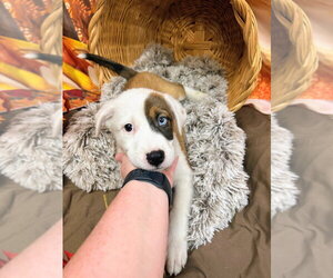 Mudbud - Female Mutt Dog for Adoption - Photo #3