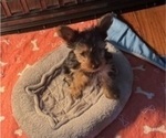 Small #5 Yorkshire Terrier
