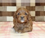 Small #1 Cavapoo (Miniature)