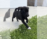 Small #2 Labrador Retriever Mix