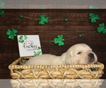 Small Photo #2 English Cream Golden Retriever Puppy For Sale in CLOVIS, CA, USA