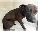 A664078 - Male Mutt Dog for Adoption - Small photo