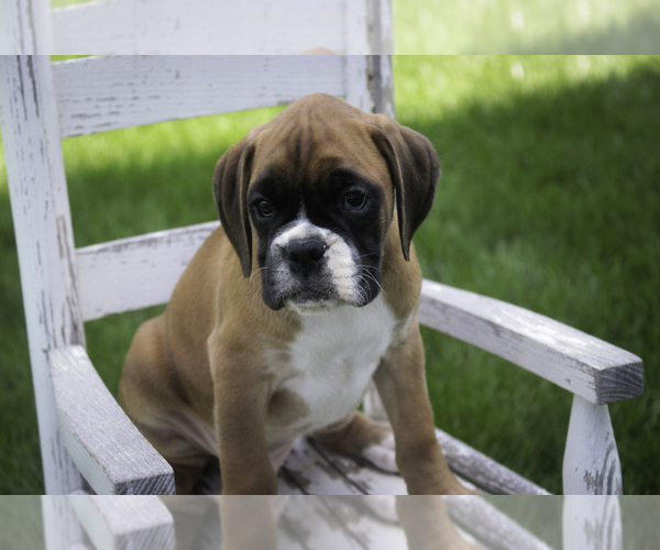 Medium Photo #5 Boxer Puppy For Sale in SHIPSHEWANA, IN, USA