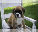 Small #4 Boxer