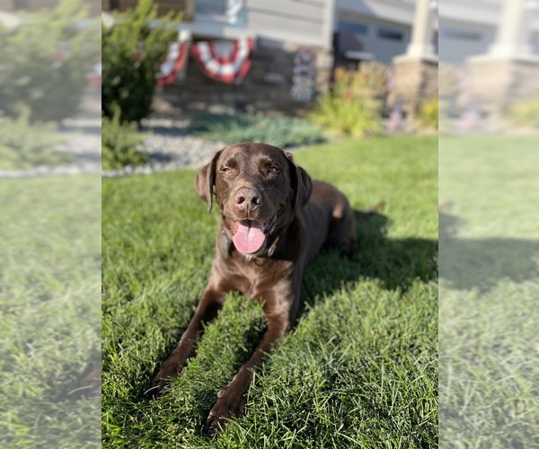 Medium Photo #1 Labrador Retriever Puppy For Sale in POST FALLS, ID, USA