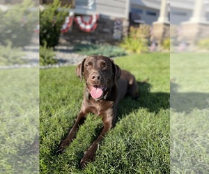 Father of the Labrador Retriever puppies born on 05/11/2025