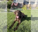 Small Photo #1 Labrador Retriever Puppy For Sale in POST FALLS, ID, USA