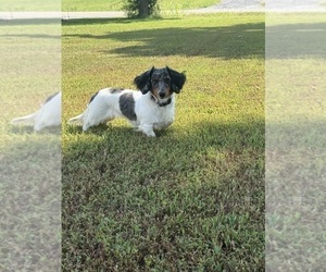 Mother of the Dachshund puppies born on 04/27/2026