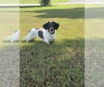 Small Photo #1 Dachshund Puppy For Sale in ALAMO, TN, USA
