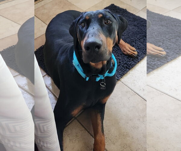 Medium Photo #1 Doberman Pinscher Puppy For Sale in Minneaoplis, MN, USA