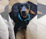 Small Doberman Pinscher