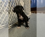 Small #4 American Pit Bull Terrier