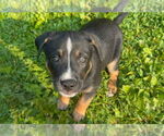Small Mutt