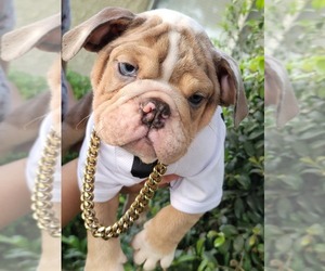 English Bulldog Puppy for Sale in POPLAR, California USA