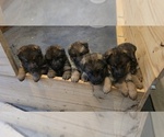 Image preview for Ad Listing. Nickname: Litter of 6