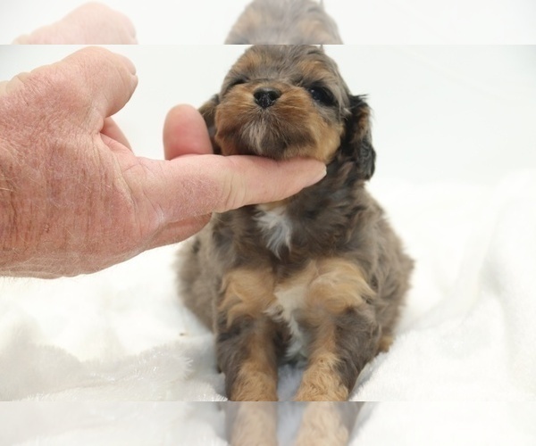 Medium Photo #15 Cockapoo Puppy For Sale in RIPLEY, TN, USA