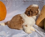 Small #10 Shih Tzu