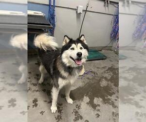 Siberian Husky Dogs for adoption in Camarillo, CA, USA