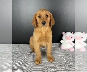 Golden Retriever Puppy for sale in INDIANAPOLIS, IN, USA