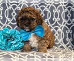 Small Photo #9 Havashu-Poodle (Miniature) Mix Puppy For Sale in LAKELAND, FL, USA
