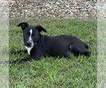 Small #2 Labrador Retriever Mix