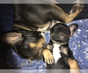 French Bulldog Puppy for sale in SAN DIEGO, CA, USA