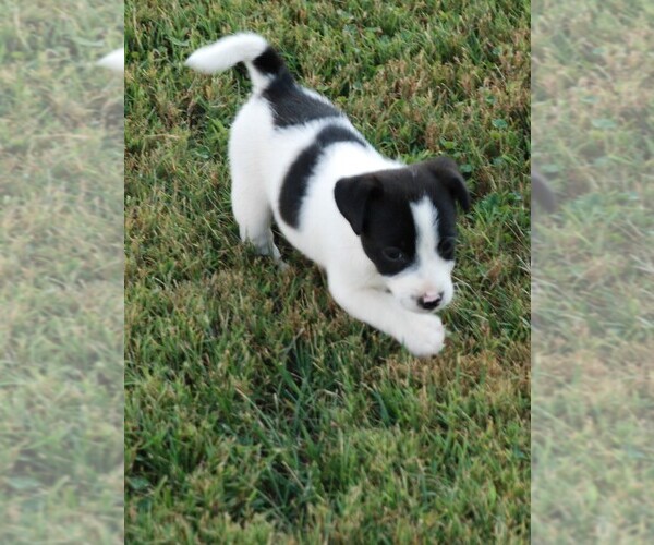 Medium Photo #6 Jack Russell Terrier Puppy For Sale in APPLE GROVE, WV, USA