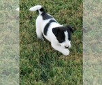 Small Photo #6 Jack Russell Terrier Puppy For Sale in APPLE GROVE, WV, USA