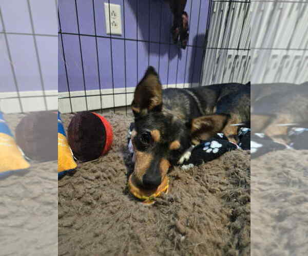 Medium Photo #2 Chihuahua-Unknown Mix Puppy For Sale in Aurora, IN, USA