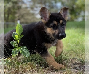 German Shepherd Dog Puppy for sale in DE PERE, WI, USA