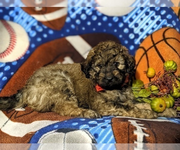Medium Photo #5 Aussiedoodle Puppy For Sale in OXFORD, PA, USA