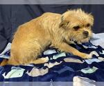 Small Border Terrier Mix