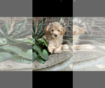 Puppy 3 Golden Retriever-Goldendoodle Mix