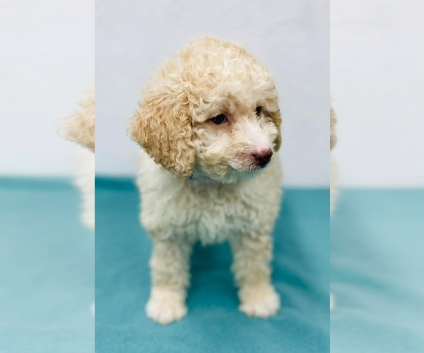 Medium Photo #2 Miniature Labradoodle Puppy For Sale in CINCINNATI, OH, USA