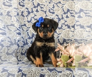 Rottweiler Puppy for sale in CHRISTIANA, PA, USA