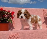 Puppy Beau Cavalier King Charles Spaniel
