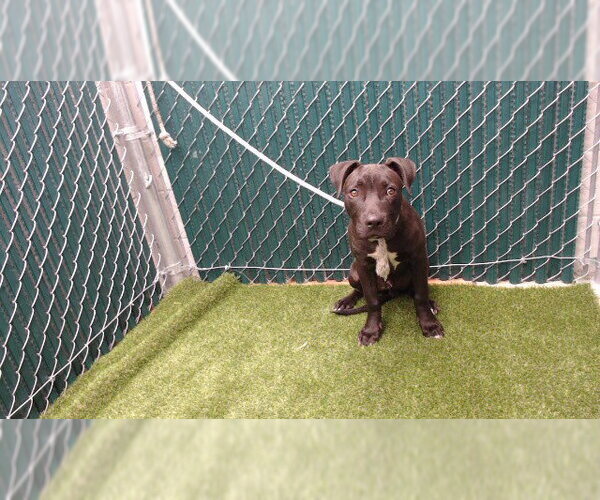 Medium Photo #1 Mutt Puppy For Sale in Downey, CA, USA